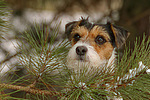 Parson Russell Terrier Portrait