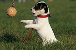 spielender Parson Russell Terrier Welpe / playing PRT puppy