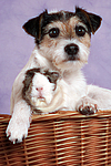 Parson Russell Terrier und Meerschwein / dog and guninea pig