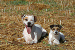 American Staffordshire Terrier & Parson Russell Terrier