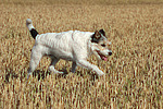 laufender Parson Russell Terrier / walking PRT