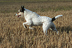 rennender Parson Russell Terrier / running PRT