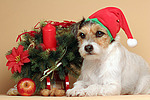 Parson Russell Terrier zu Weihnachten / PRT at christmas