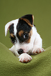 liegender Parson Russell Terrier Welpe / lying PRT puppy