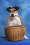 Parson Russell Terrier