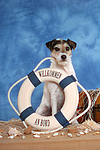 Parson Russell Terrier