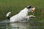 spielender Parson Russell Terrier / playing PRT