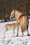 Haflinger / haflinger horses