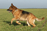 rennender Deutscher Schäferhund / running German Shepherd