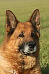 Deutscher Schäferhund Portrait / German Shepherd Portrait