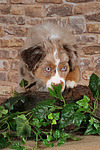 Miniature Australian Shepherd Welpe / miniature australian shepherd puppy