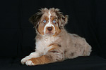 Miniature Australian Shepherd Welpe / miniature australian shepherd puppy