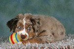 Miniature Australian Shepherd Welpe / miniature australian shepherd puppy