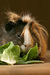 Sheltiemeerschwein / guninea pig