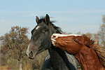 Deutsches Reitpony und Sachsen Anhaltiner Warmblut / pony and warmblood