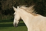 Sachsen Anhaltiner Warmblut / horse