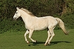 Sachsen Anhaltiner Warmblut / horse