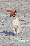 Parson Russell Terrier spielt im Schnee / playing PRT in snow