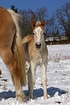 Haflinger Fohlen / haflinger horse foal