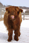 Schottisches Hochlandrind im Winter / highland cattle in winter