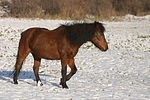 Isländer / icelandic horse