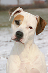 American Staffordshire Terrier Portrait