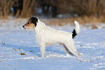 Parson Russell Terrier im Schnee / prt in snow