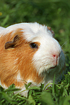 Crested Meerschwein / crested guninea pig