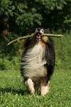 spielender Langhaarcollie / playing longhaired collie