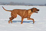 laufender Rhodesian Ridgeback / trotting Rhodesian Ridgeback