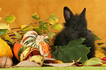 Zwergkaninchen / dwarf rabbit