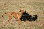 Havaneser und Rhodesian Ridgeback / Havaneser and Rhodesian Ridgeback