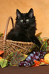 Norwegische Waldkatze Kätzchen / norwegian forestcat kitten