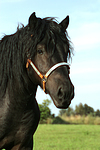 Rheinisch Deutscher Kaltblut Hengst / coldblood stallion