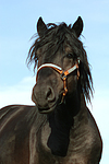 Rheinisch Deutscher Kaltblut Hengst / coldblood stallion