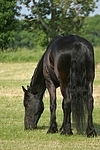 fressender Friese / grazing friesian horse