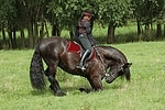 Frau reitet Friese / woman rides friesian horse