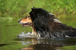 schwimmender Langhaarcollie / swimming longhaired collie