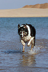 Border Collie rennt durchs Wasser / running Border Collie