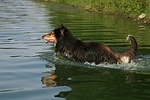 badender Langhaarcollie / bathing longhaired collie