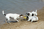 Jack und Parson Russell Terrier / Jack and Parson Russell Terrier