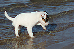 Parson Russell Terrier Welpe / parson russell terrier puppy