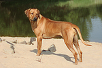 Rhodesian Ridgeback