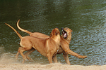 Rhodesian Ridgebacks