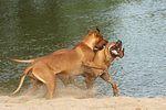 Rhodesian Ridgebacks