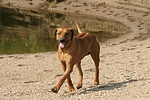 Rhodesian Ridgeback