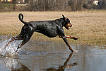 Dobermann / doberman pinscher