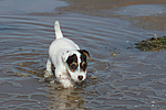 Parson Russell Terrier Welpe / parson russell terrier puppy