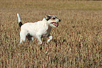 rennender Parson Russell Terrier / running PRT