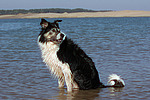 Border Collie sitzt im Wasser / Border Collie sitting in water